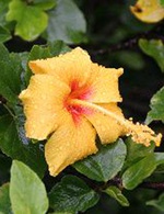 maui